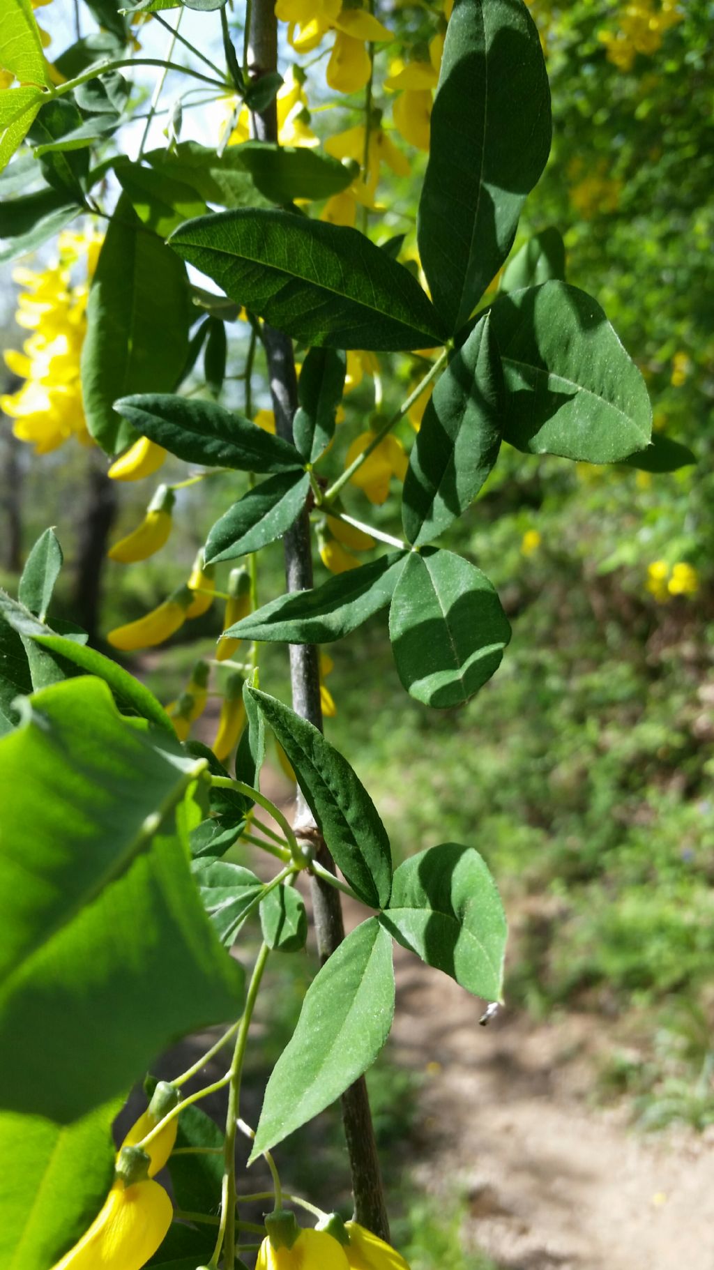 Laburnum anagyroides Medik  (Fabaceae)